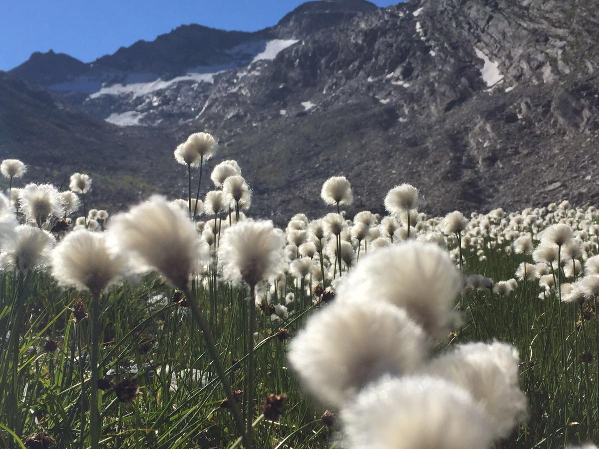 Ferienhaus Alea Saas-Grund Esterno foto